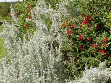Artemisia cana (Sagebrush)