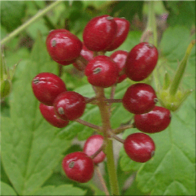 Actaea rubra  (Baneberry)
