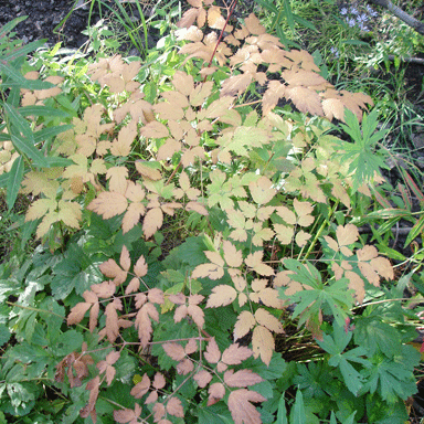 Actaea rubra  (Baneberry)