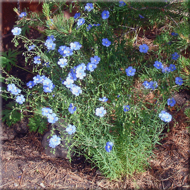 Linum lewisii (Blue Flax)