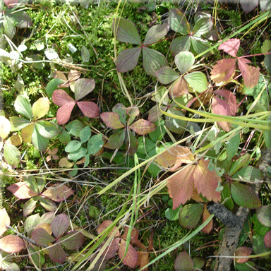 Cornus canadensis (Bunchberry)