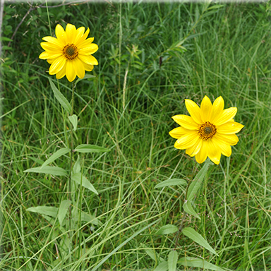 Helianthus nuttalli (Common Tall Sunflower)