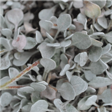 Eriogonum ovalifolium (Silver Plant)