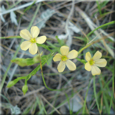 Linum rigidum (Yellow Flax)