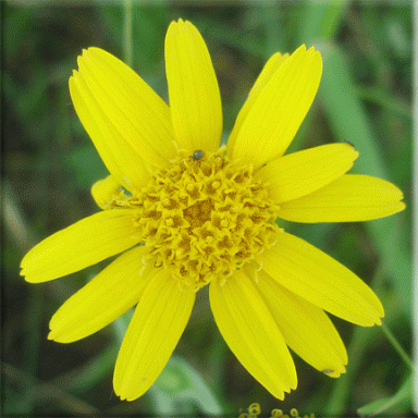 Meadow Arnica Flower