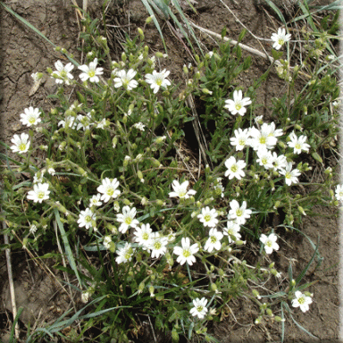 Cerastium arvense (Field Chickweed)