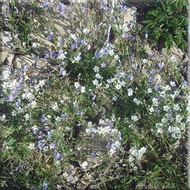 Cerastium arvense (Field Chickweed)