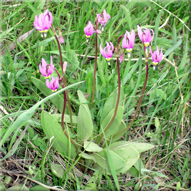Primula conjugens (Mountain Shooting Star)