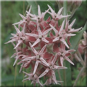 Showy Milkweed - Asclepias specious