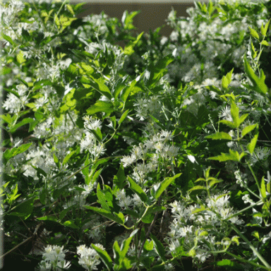 Clematis ligusticifolia (Western White Clematis)
