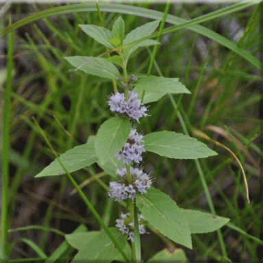 Mentha arvensis (Wild Mint)