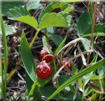 Fragaria virginiana (Wild Strawberry)