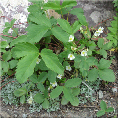 Fragaria virginiana (Wild Strawberry)
