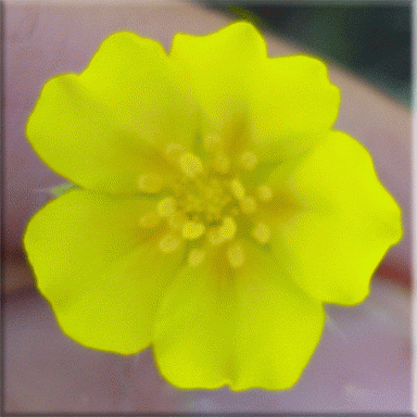 Woolly Cinquefoil Flower