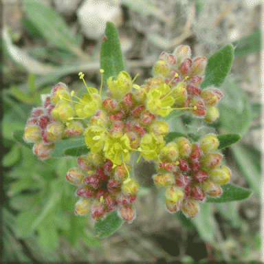 Eriogonum flavum (Yellow Buckwheat)