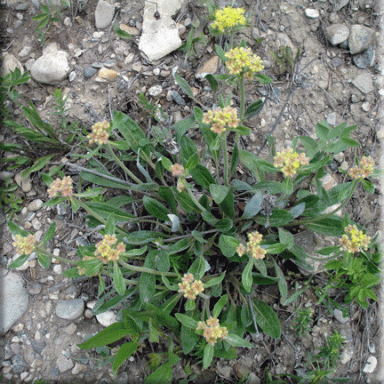 Eriogonum flavum (Yellow Buckwheat)