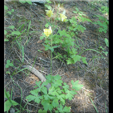 Aquilegia flavescens  (Yellow Columbine)