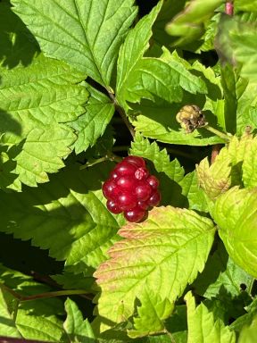Rubus pedatus (Trailing Raspberry)