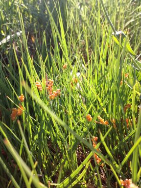 Carex aurea (Golden Sedge)
