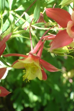 Aquilegia canadensis  (Eastern Red Columbine)