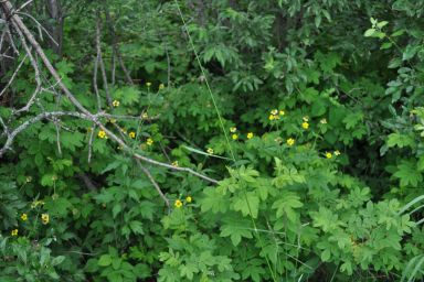 Geum macrophyllum (Yellow Avens)