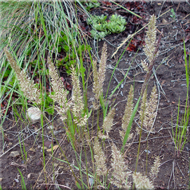 Koeleria macrantha (June Grass)