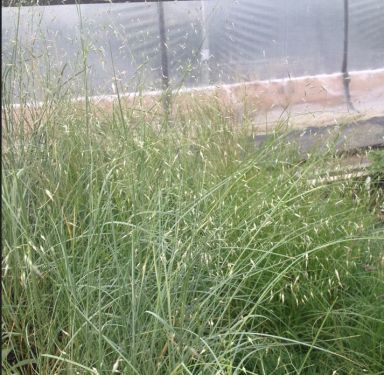 Oryzopsis hymenoides (Indian Rice Grass)