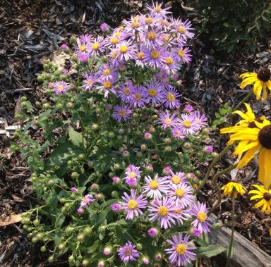 Eurybia conspicua (Showy Aster)
