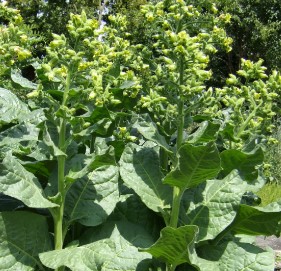 Nicotiana rustica (1000 Year Old Tobacco)
