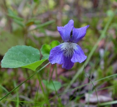 Viola palustris (Marsh Violet)