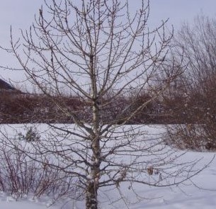 Populus balsamifera  (Paskapoo Poplar)