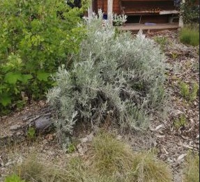 Artemisia cana (Sagebrush)