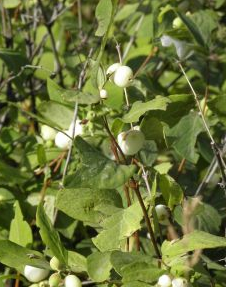 Symphoricarpos occidentalis (Western Snowberry)