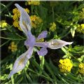 Blue Flag Iris Flower