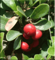 Kinninkinnink Berries