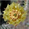 Prickly Pear Cactus Bloom