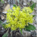 Yellow Buckwheat blooming