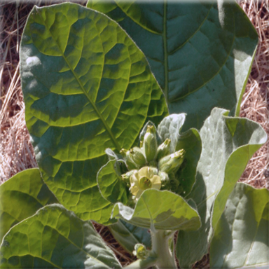 Nicotiana rustica (1000 Year Old Tobacco)