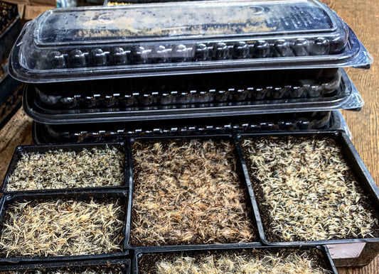 Seeding Native Wildflowers