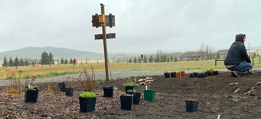 A person kneels in a large, freshly prepared planting bed on a cloudy day, surrounded by spaced-out native plant plugs in small black pots, with open fields and distant hills visible in the background.