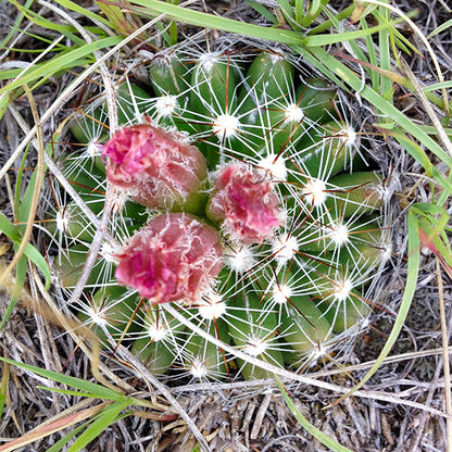 A top-down view of Escobaria vivipara (Ball Cactus) in its natural habitat, showing a compact green cactus covered in a dense web of white spines. Three fuzzy, deep pink flower buds emerge from the top, preparing to bloom, while surrounding grasses weave through the dry landscape.