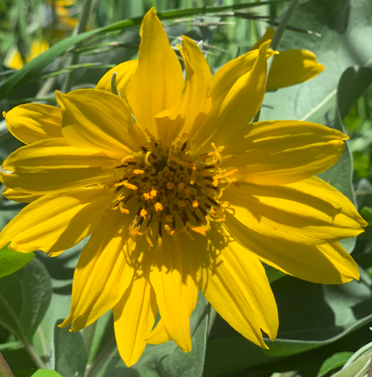 Close-up of a Balsamroot (Balsamorhiza sagittata) flower – A large, bright yellow Balsamroot bloom with slightly curled petals and a dark golden center. The flower's vibrant color contrasts with the surrounding green leaves and blurred natural background.
