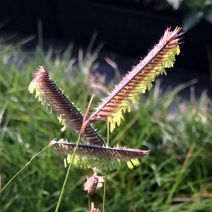A detailed close-up of Bouteloua gracilis (Blue Grama Grass) in full bloom, highlighting its distinctive eyelash-like seed heads. The flowering stems arch gracefully, with delicate yellow anthers dangling beneath the bristled spikes. The background consists of blurred green foliage, emphasizing the intricate structure of the grass.
