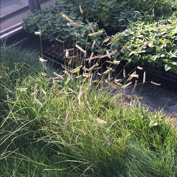 A well-established clump of Blue Grama Grass growing in a nursery setting, surrounded by other native plants. The fine-textured green blades contrast with the airy, horizontal seed heads, which rise above the foliage on slender stems. The plants are positioned in a structured growing area, ready for transplanting into prairie restorations or native gardens.