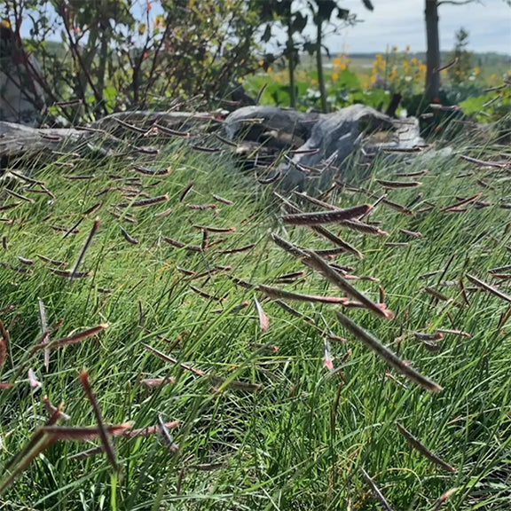 A sweeping view of Bouteloua gracilis thriving in a naturalized setting, with countless seed heads swaying in the breeze. The low-growing, drought-tolerant grass forms a dense, textured carpet, intermingling with other prairie species. In the background, weathered logs and distant wildflowers add to the scene's ecological richness.
