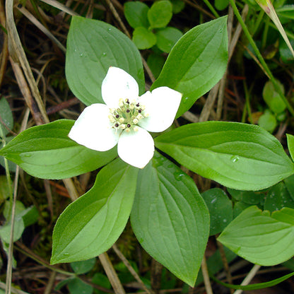 A detailed close-up of Cornus canadensis (Bunchberry) with a single white flower and four rounded petals, surrounding a cluster of tiny greenish-black central florets. The bright green leaves, arranged in a whorl, have visible veins and a smooth texture, with small dewdrops clinging to the surface.