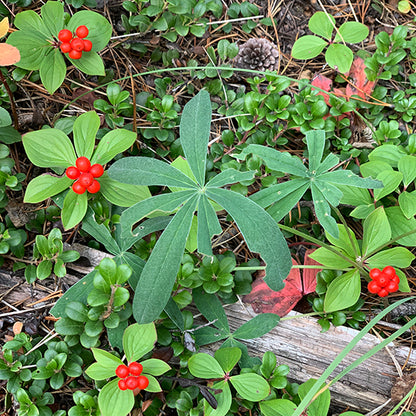 A small cluster of Cornus canadensis (Bunchberry) plants bearing vibrant red berries, nestled among green foliage. The glossy berries contrast against the deep green leaves, which are interspersed with other low-growing forest plants.