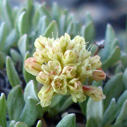 A close-up of the delicate, clustered blooms of Cushion Umbrella Plant (Eriogonum androsaceum), showing pale yellow flowers tinged with pink. These tiny blossoms sit atop a dense mat of silvery-green foliage, built to withstand harsh alpine conditions.