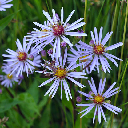 A close-up view of Symphyotrichum ciliolatum (Fringed Aster), showcasing its delicate, pale lavender-blue petals radiating around a bright golden-yellow center. The long, narrow petals appear slightly curled at the tips, with a deeper purple hue at their base. The flower heads are clustered together, with tiny buds and emerging blooms interspersed among them, while fine bristles and dried seed heads add texture to the image.