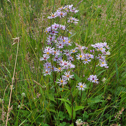 A tall and graceful cluster of Symphyotrichum ciliolatum (Fringed Aster) growing in a wild meadow setting. The stems reach upward, supporting an array of daisy-like flowers that sway gently among tall grasses. The plant's dark green leaves contrast with the light, feathery petals, which appear to glow in the soft natural light, making this a stunning example of native aster beauty in its natural habitat.